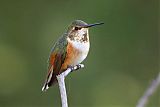 Rufous Hummingbird