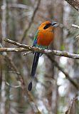 Rufous Motmotborder=