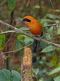 Rufous Motmotborder=