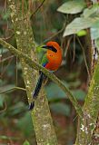 Rufous Motmot