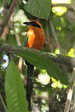 Rufous Motmotborder=