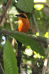 Rufous Motmot