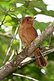 Rufous Mourner