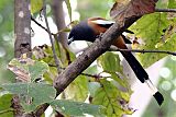 Rufous Treepieborder=