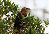 Russet-backed Oropendola