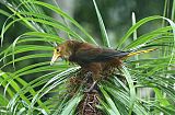 Russet-backed Oropendola