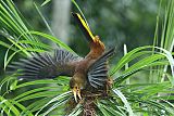 Russet-backed Oropendola