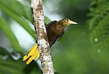 Russet-backed Oropendola