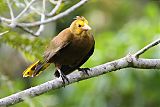 Russet-backed Oropendola