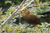 Russet-backed Oropendola