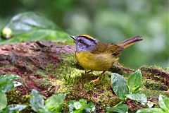 Russet-crowned Warbler