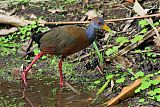 Russet-naped Wood-Rail