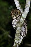 Rusty-barred Owl