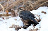 Rusty Blackbird