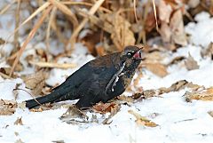 Rusty Blackbird