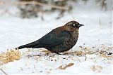 Rusty Blackbird