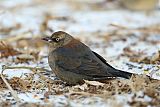 Rusty Blackbird