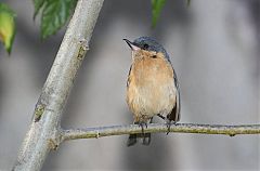 Rusty Flowerpiercer