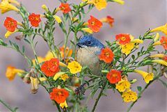 Rusty Flowerpiercer