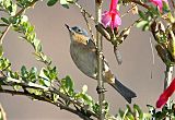 Rusty Flowerpiercer