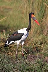 Saddle-billed Stork