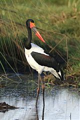 Saddle-billed Stork