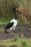 Saddle-billed Storkborder=