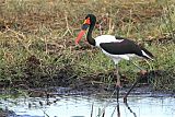 Saddle-billed Storkborder=