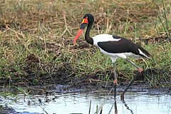 Saddle-billed Stork