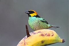 Saffron-crowned Tanager