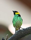 Saffron-crowned Tanager