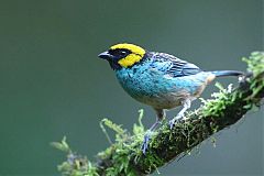 Saffron-crowned Tanager