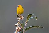 Saffron Finch