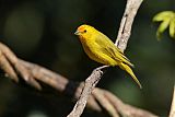 Saffron Finch