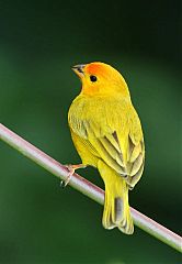 Saffron Finch