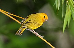 Saffron Finch
