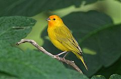 Saffron Finch