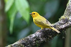 Saffron Finch