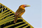 Saffron Toucanet