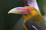 Saffron Toucanet