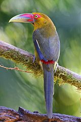 Saffron Toucanet