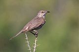 Sage Thrasherborder=