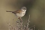 Sagebrush Sparrowborder=