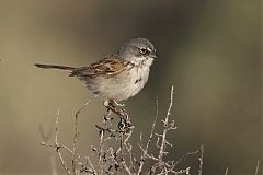 Sagebrush Sparrow