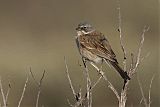 Sagebrush Sparrow