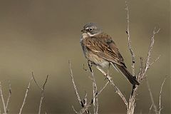 Sagebrush Sparrow