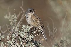 Sagebrush Sparrow