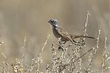 Sagebrush Sparrow