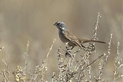 Sagebrush Sparrow