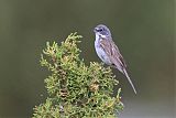 Sagebrush Sparrowborder=